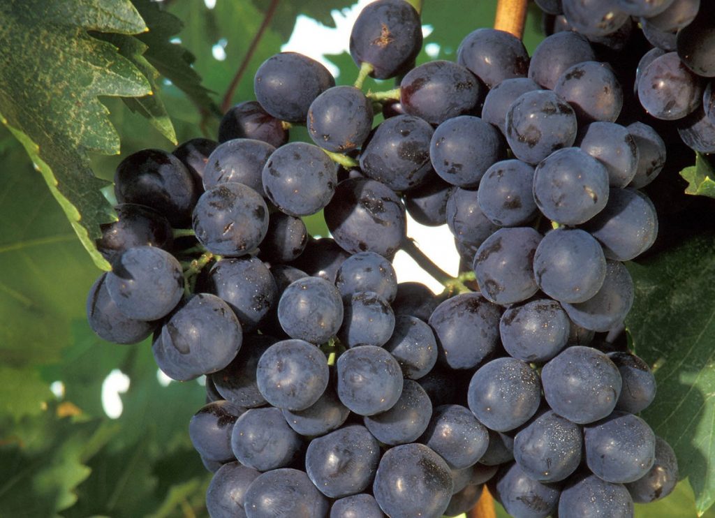 العنب لعلاج مرض العصر